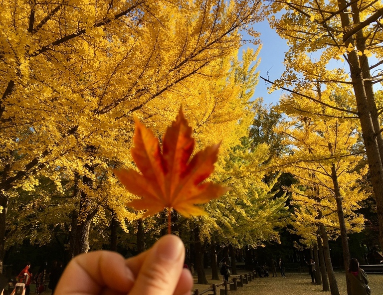 【華航秋遊釜山】海岸列車．紅白燈塔．佛國寺(賞楓)．海景咖啡廳5天